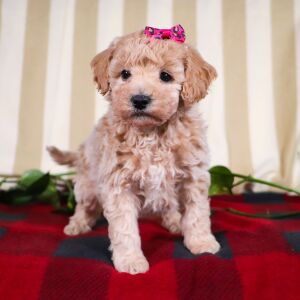 Bichonpoo Puppy Taylor