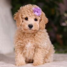 Bichonpoo Puppy Taylor