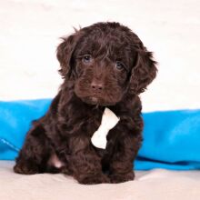 Cockapoo Puppy Vince