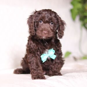 Cockapoo Puppy Vince