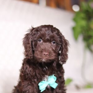Cockapoo Puppy Vince