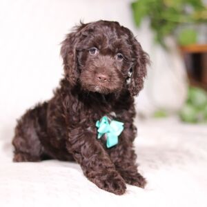 Cockapoo Puppy Vince