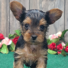 Yorkshire Terrier Puppy Spencer