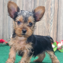 Yorkshire Terrier Puppy Spencer