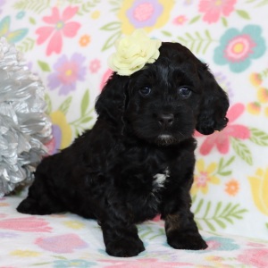 Cockapoo Puppy Dinah