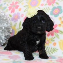 Cockapoo Puppy Dinah