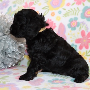 Cockapoo Puppy Dinah