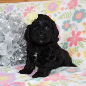 Cockapoo Puppy Dinah