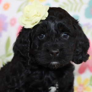 Cockapoo Puppy Dinah