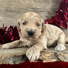 Labradoodle Puppy Hugo