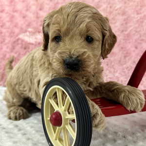 Labradoodle Puppy Hugo