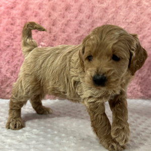 Labradoodle Puppy Hugo