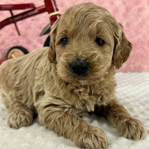 Labradoodle Puppy Hugo
