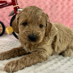 Labradoodle Puppy Hugo