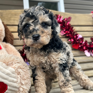 Goldendoodle Puppy Gracie