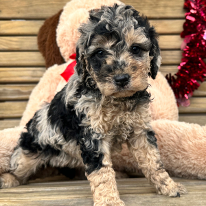 Goldendoodle Puppy Gracie