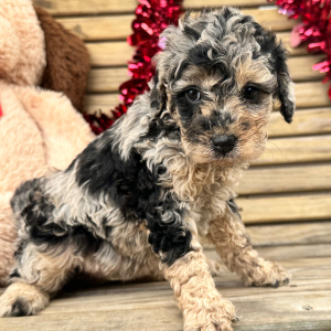 Goldendoodle Puppy Gracie