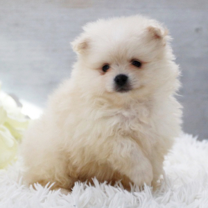Pomeranian Puppy Blizzard