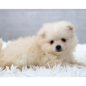 Pomeranian Puppy Blizzard