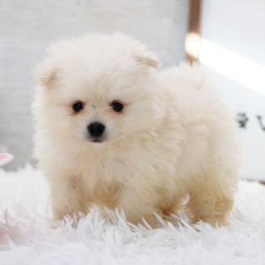 Pomeranian Puppy Blizzard