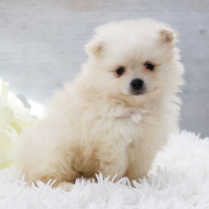 Pomeranian Puppy Blizzard