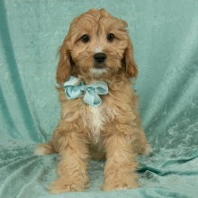 Cavapoo Puppy Oscar