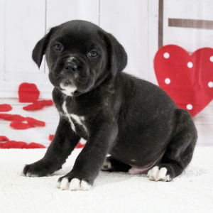 Cane Corso Puppy Bentley