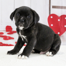 Cane Corso Puppy Bentley