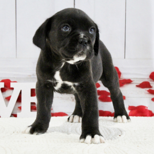 Cane Corso Puppy Bentley