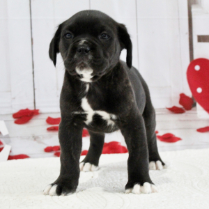 Cane Corso Puppy Bentley