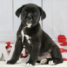 Cane Corso Puppy Bentley