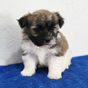 Havanese Puppy Diamond