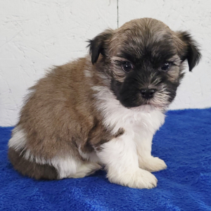 Havanese Puppy Diamond