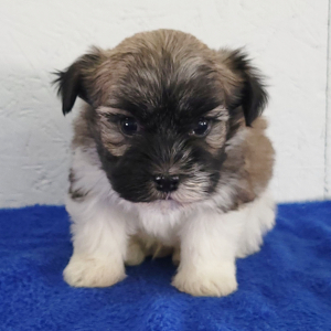 Havanese Puppy Diamond