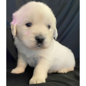 Golden Retriever Puppy Cupid
