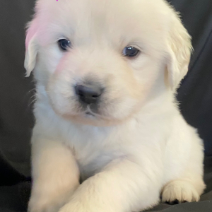 Golden Retriever Puppy Cupid