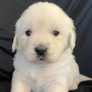 Golden Retriever Puppy Cupid