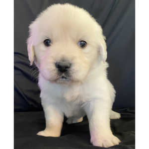 Golden Retriever Puppy Cupid