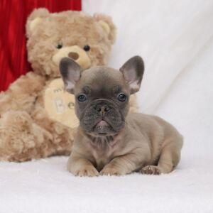 French Bulldog Puppy Easton