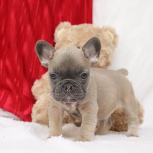 French Bulldog Puppy Easton
