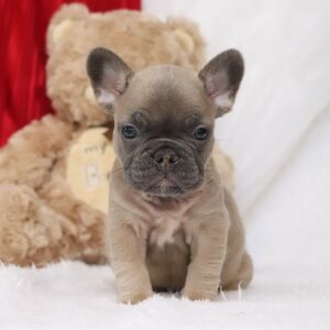 French Bulldog Puppy Easton