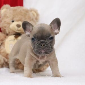 French Bulldog Puppy Easton