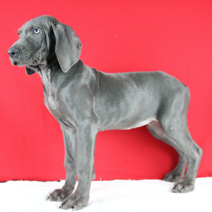 Weimaraner Puppy Novia