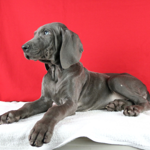 Weimaraner Puppy Novia