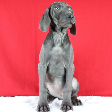 Weimaraner Puppy Novia