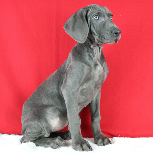 Weimaraner Puppy Novia