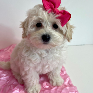Maltipoo Puppy Glory