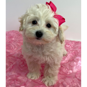 Maltipoo Puppy Glory