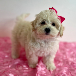 Maltipoo Puppy Glory