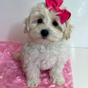 Maltipoo Puppy Glory